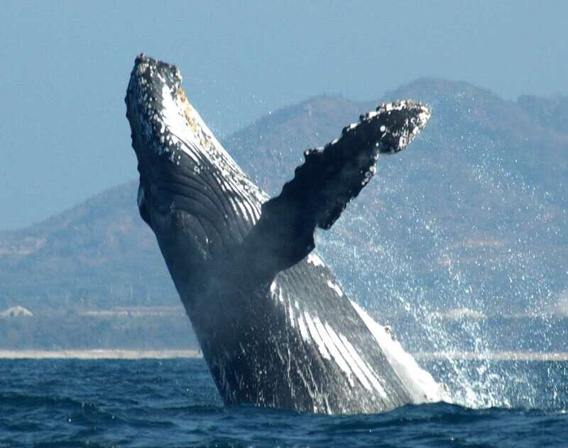 Puerto Vallarta: Humpback Whale Research Adventure Tour - Three hours in Bahía de Banderas: spotting whales and learning their behavior
