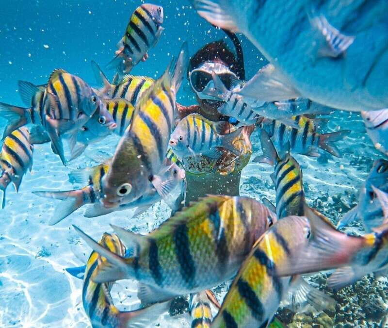 Puerto Vallarta: Los Arcos Islands Boat Tour and Snorkeling - Mismaloya boat ride: five islands, bird caves, and real local rhythm