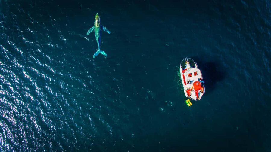 Puerto Vallarta: Mega Yacht Whale Watching Sunset Cruise - Price and value: is $87 per person fair for 3 hours?