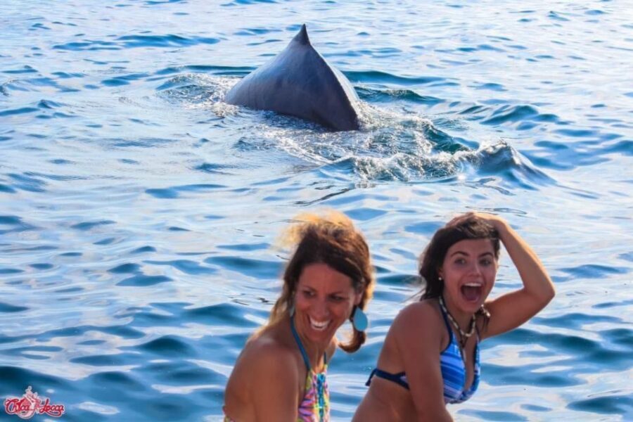 Puerto Vallarta: Mega Yacht Whale Watching Sunset Cruise - Cruise out in Bahia de Banderas: music, drinks, and changing scenery