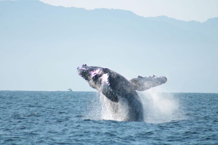 Puerto Vallarta: Mega Yacht Whale Watching Sunset Cruise - The Puerto Vallarta sunset plus the return lights (and possible fireworks)
