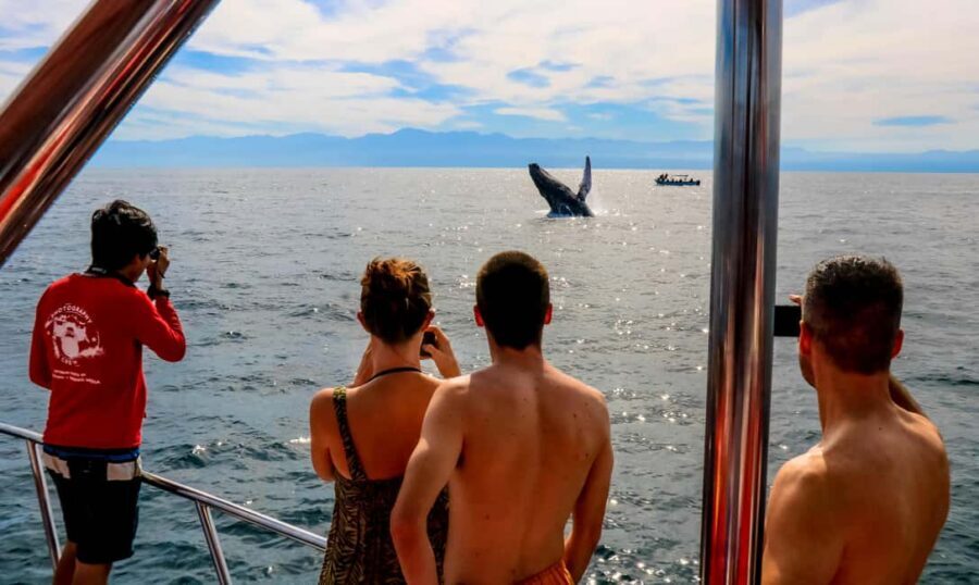 Puerto Vallarta: Mega Yacht Whale Watching Sunset Cruise - Whale season in the Bay of Banderas: why months matter