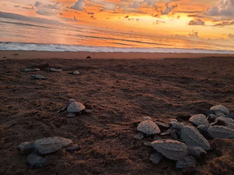 Puerto Vallarta: Sea turtle release at Sunset - Getting started at ECOTOURS VALLARTA and Marina Vallarta