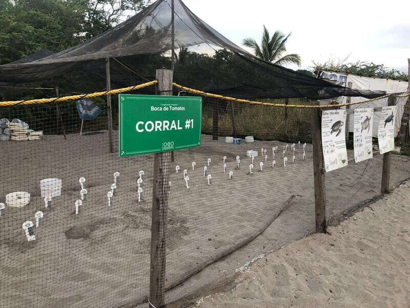 Puerto Vallarta: Sea turtle release at Sunset - The marine biologist introduction and nursery visit