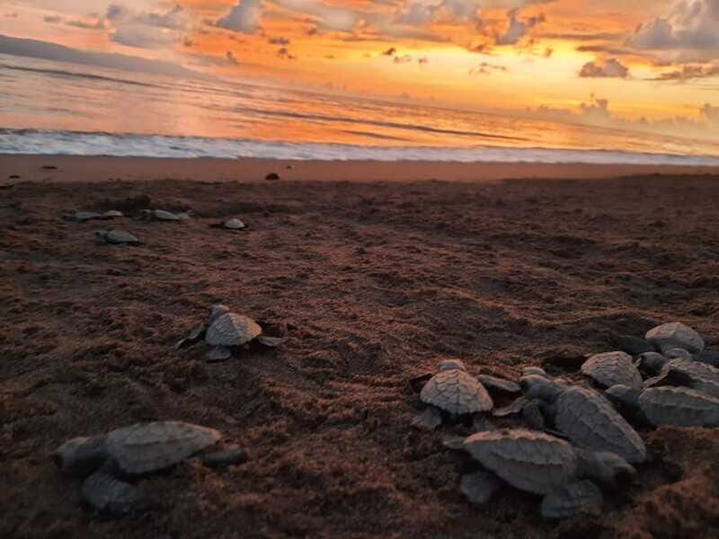 Puerto Vallarta: Sea turtle release at Sunset - The safety briefing, photo stop, and the walk to the release site