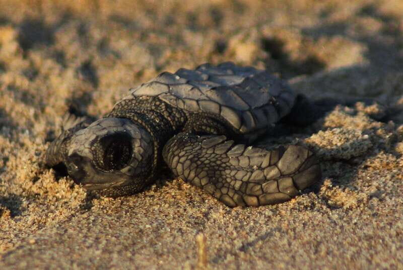 Puerto Vallarta: Sea turtle release at Sunset - Sunset views and marine life viewing (including possible surprises)