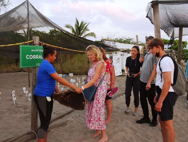 Puerto Vallarta: Sea turtle release at Sunset - Price and value: what the $87 actually covers