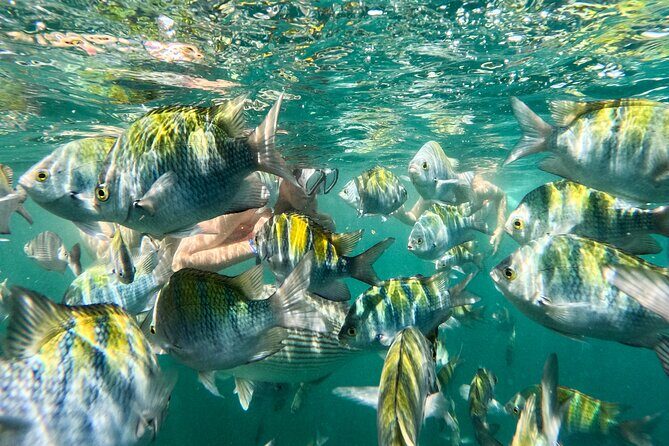 Puerto Vallarta: Tropical Fish Snorkeling and Zipline Tour - Key highlights you’ll feel right away