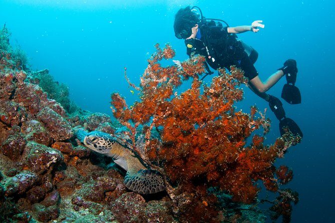 Puerto Vallarta Undersea Private Scuba Diving - Stop 2: Los Arcos de Mismaloya—rocky structures and real animal-spotting