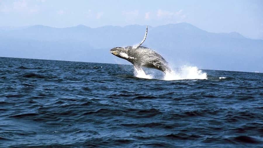 Puerto Vallarta: Whale & Dolphin Watching with Hydrophone - First, plan the port day: Puerto Mágico check-in reality
