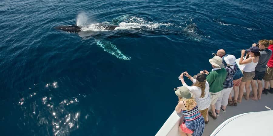 Puerto Vallarta: Whale & Dolphin Watching with Hydrophone - The 4-hour rhythm in Banderas Bay: how sightings actually unfold