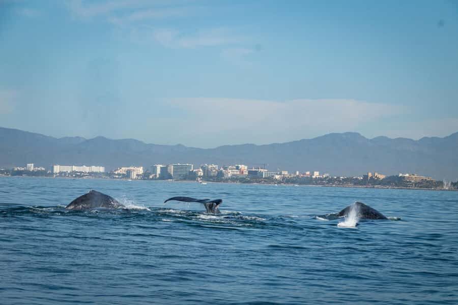 Puerto Vallarta: Whale & Dolphin Watching with Hydrophone - Food, drinks, and boat comfort: the all-inclusive part that helps