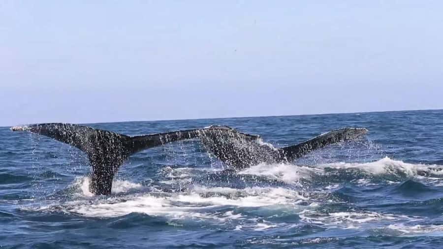 Puerto Vallarta: Whale & Dolphin Watching with Hydrophone - Hydrophone magic: what you’re really paying for