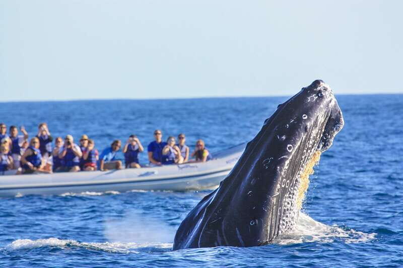 Puerto Vallarta: Whale Watching Photo Safari - Weather and safety-day reality: plan for changes