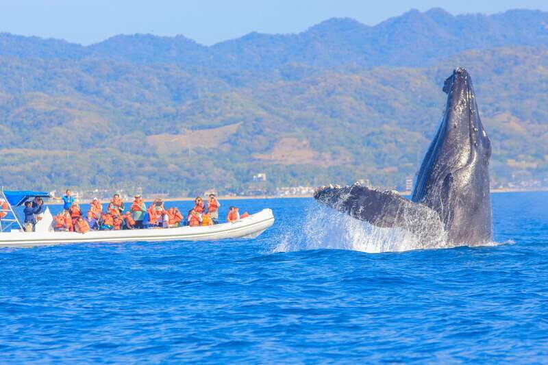 Puerto Vallarta: Whale Watching Photo Safari - Inflatable boat comfort and a photo safari mindset