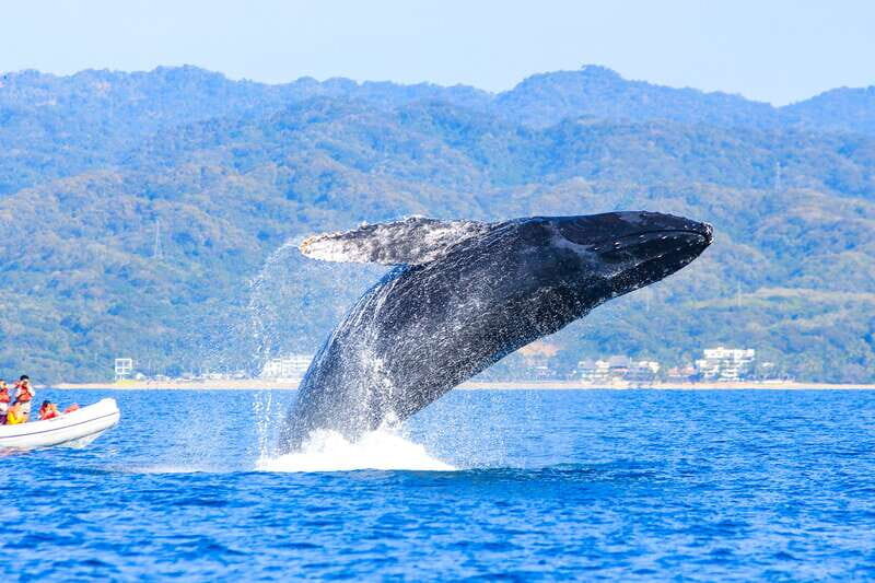 Puerto Vallarta: Whale Watching Photo Safari - Expert guides: learning what you’re seeing, not just spotting it