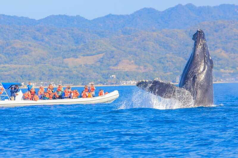 Puerto Vallarta: Whale Watching Photo Safari - How the hydrophone fits into whale watching