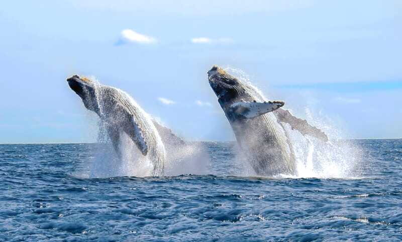 Puerto Vallarta: Whale Watching Photo Safari - It runs from Puerto Vallarta to the breeding grounds, then back