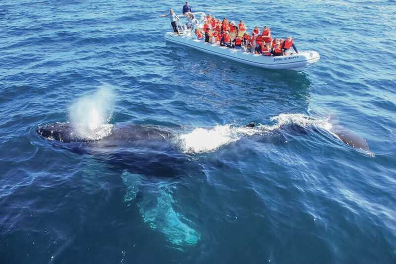 Puerto Vallarta: Whale Watching Photo Safari - Price and value: $89 ticket plus cash-only add-ons