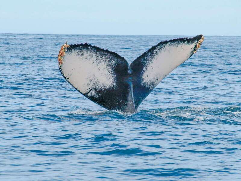 Puerto Vallarta: Whale Watching Photo Safari - Who should book this and who should skip it