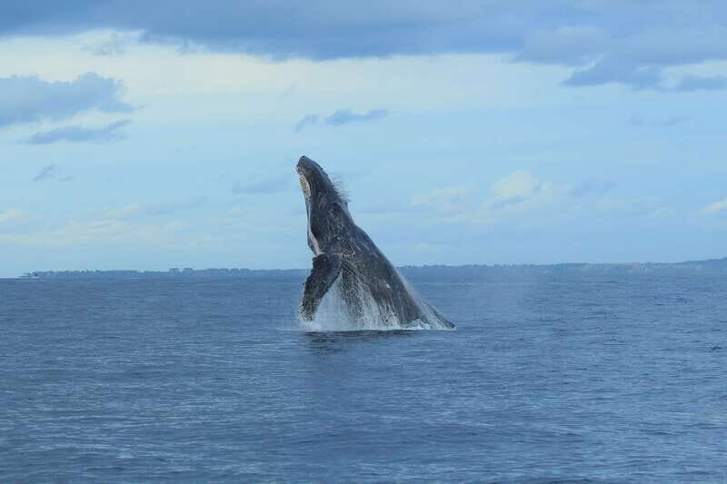 Puerto Vallarta: Whale Watching Photo Safari - A 3-hour cruise that stays focused on whales (not busywork)