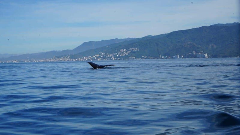 Puerto Vallarta: Whale Watching with Guide - Key things to know before you go