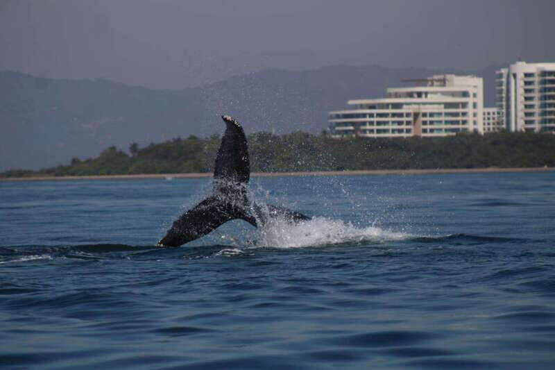Puerto Vallarta: Whale Watching with Guide - Wheelchair accessible: what that means practically