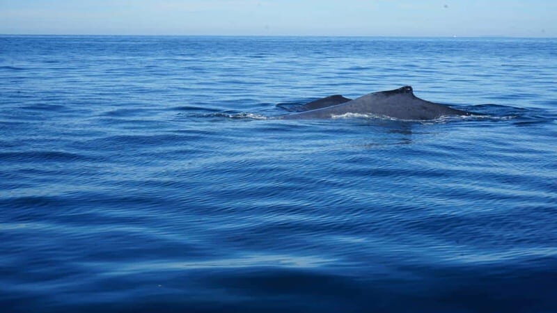 Puerto Vallarta: Whale Watching with Guide - La Ventana and humpbacks: what this whale-watching trip is really about