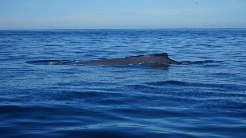 Puerto Vallarta: Whale Watching with Guide - Safety first, but don’t rely on a detailed lecture
