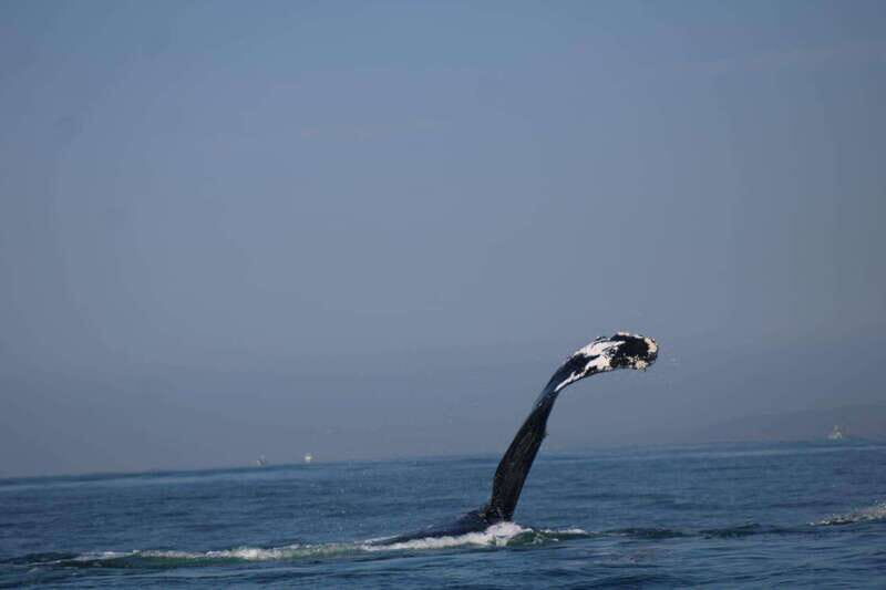 Puerto Vallarta: Whale Watching with Guide - Spotting humpbacks: chances for breaches, calves, and close moments