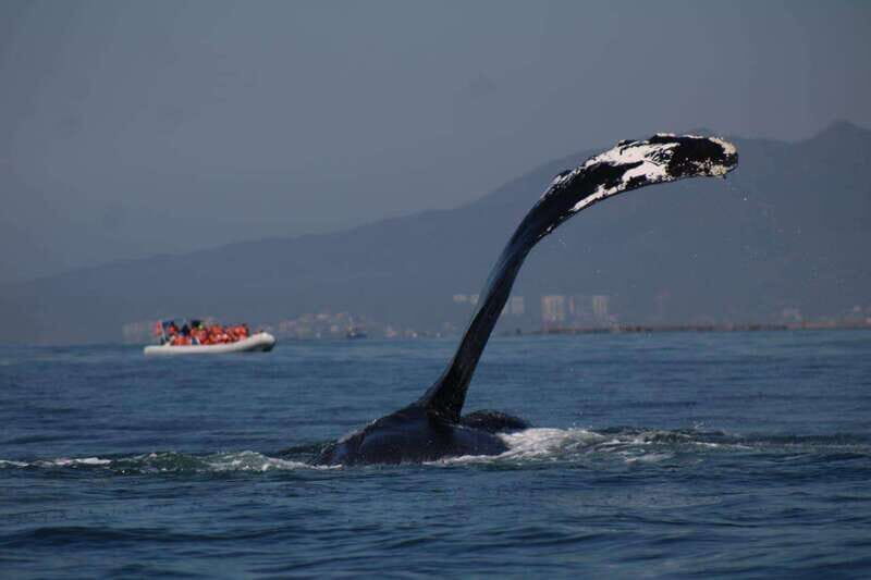 Puerto Vallarta: Whale Watching with Guide - The scenic bay cruise: how much “touring” you actually get