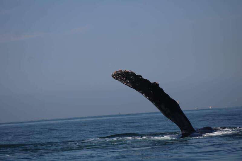 Puerto Vallarta: Whale Watching with Guide - Meeting your guide: what to say and how to find the group