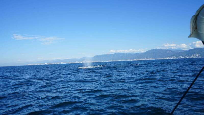 Puerto Vallarta: Whale Watching with Guide - Price and value: what $45 really covers in Puerto Vallarta