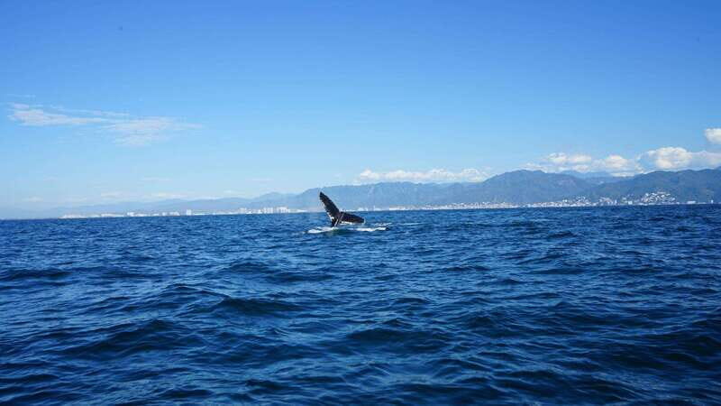 Puerto Vallarta: Whale Watching with Guide - Comfort on board: what your body needs for an easier ride
