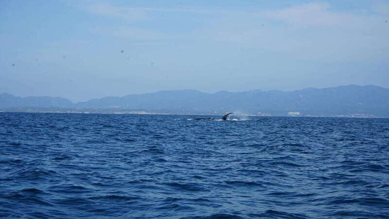 Puerto Vallarta: Whale Watching with Guide - The boat ride timing: why “3 hours” can feel different