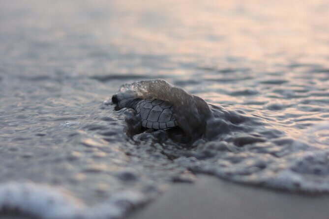 Release of Sea Turtles in Camp Tortuguero - Quick Highlights You’ll Actually Care About