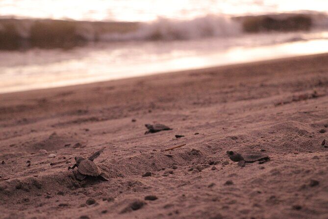 Release of Sea Turtles in Camp Tortuguero - From Marina Vallarta to Camp Tortuguero in About 2 Hours