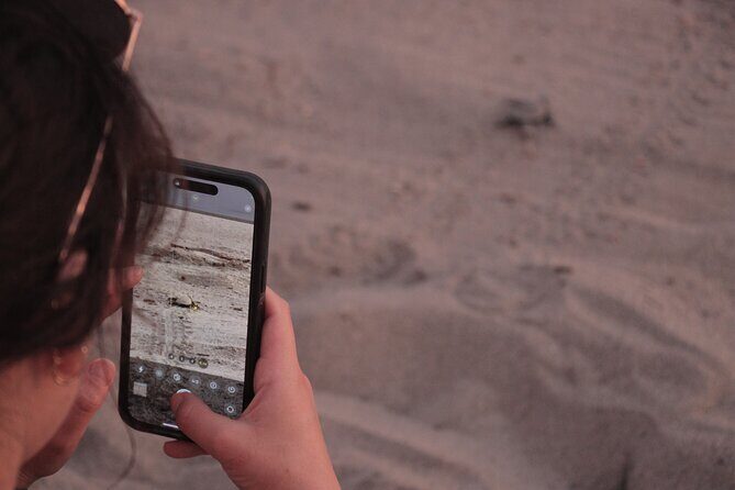 Release of Sea Turtles in Camp Tortuguero - Price and Value: Is $41.82 Worth It?