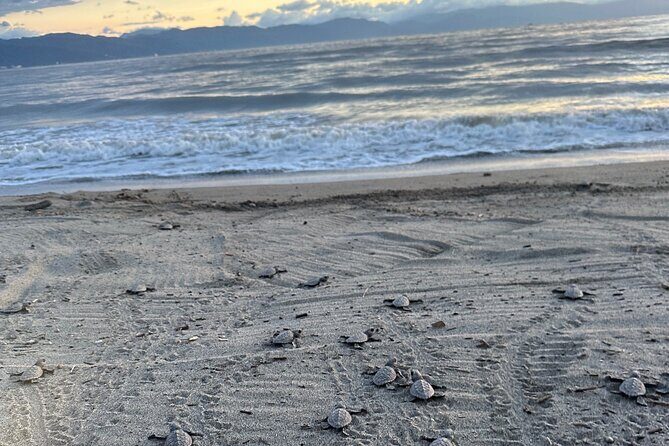 Release of Sea Turtles in Camp Tortuguero - What to Pack: Heat, Sand, Water, and Photo Timing