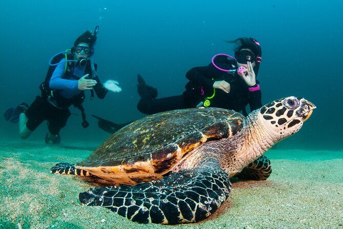 Scuba Diving Puerto Vallarta Undersea Arcos or Marietas - What the timing really feels like (9:00 am start, 4–6 hours total)