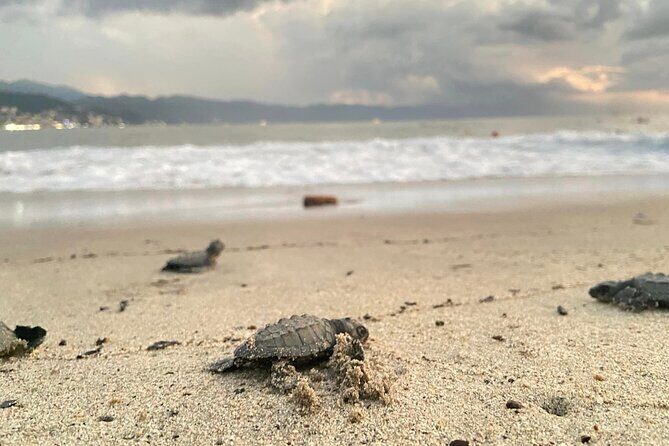 Sea Turtle Conservation Release Puerto Vallarta - Key Highlights You Should Care About