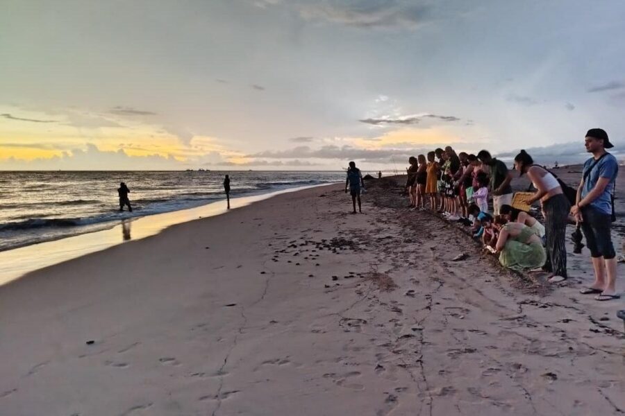 Sea Turtle Conservation Release Puerto Vallarta - Releasing Baby Turtles: The Moment You’ll Remember
