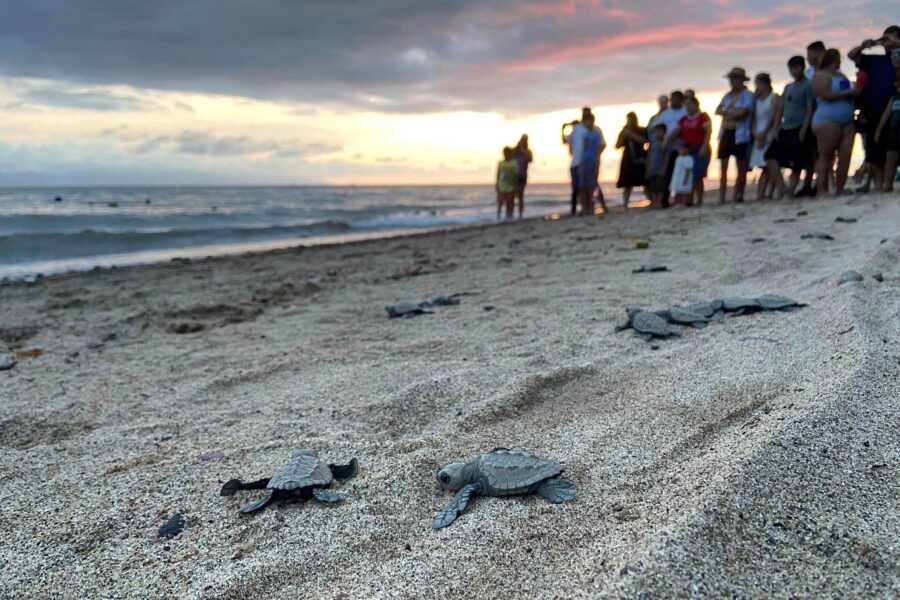 Sea Turtle Conservation Release Puerto Vallarta - Price and Value: What $50.81 Really Buys