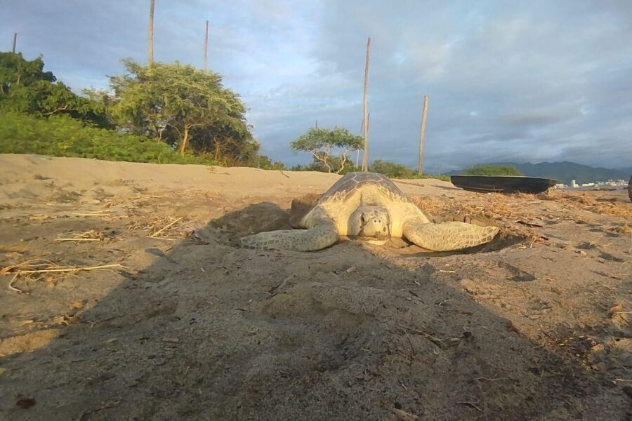 Sea Turtle Conservation Release Puerto Vallarta - Who Should Book This Sea Turtle Release (and Who Might Skip It)