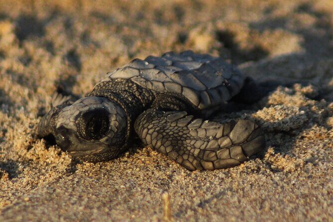 Sea Turtle Release – A Puerto Vallarta Conservation Adventure - Key Highlights Worth Clapping For