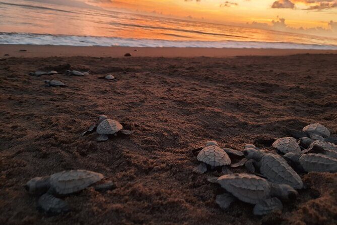 Sea Turtle Release – A Puerto Vallarta Conservation Adventure - Sea Turtle Conservation in Puerto Vallarta, With a Real Purpose