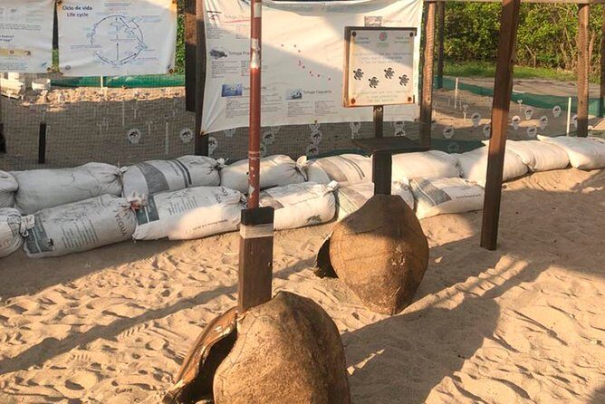 Sea Turtle Release – A Puerto Vallarta Conservation Adventure - The Beach Walk: Mangroves, Sand, and Practical Footing