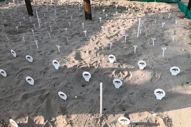 Sea Turtle Release – A Puerto Vallarta Conservation Adventure - Included Perks: What You Get Without Needing to Think