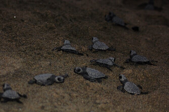 Sea Turtle Release – A Puerto Vallarta Conservation Adventure - Getting There and What the Logistics Feel Like