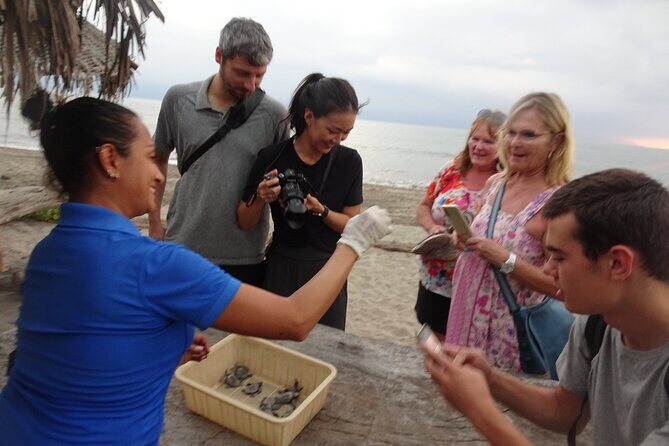 Sea Turtle Release – A Puerto Vallarta Conservation Adventure - What Happens at the Camp: Nest Monitoring and Hatchling Care